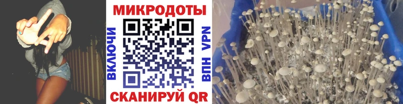 Галлюциногенные грибы Psilocybine cubensis Ялта